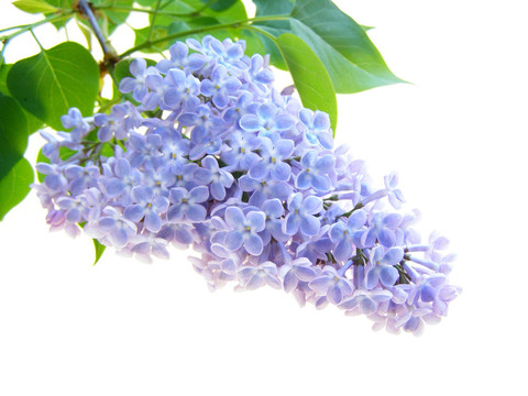 丁香花