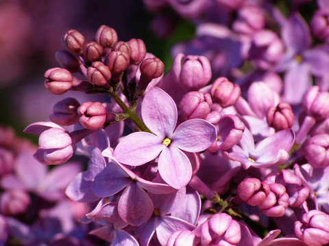 丁香花