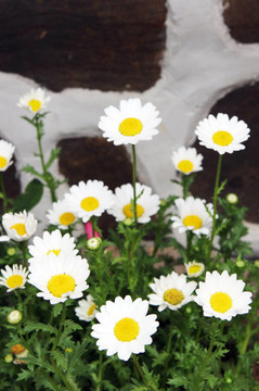 花園里的雛菊