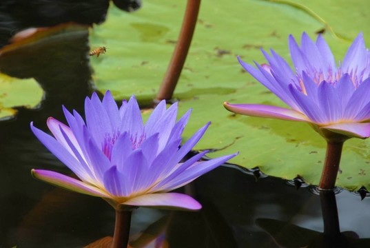 蜜蜂在水百合