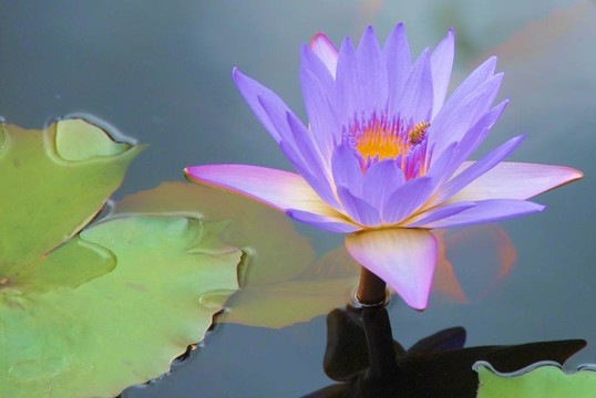 蜜蜂在百合花