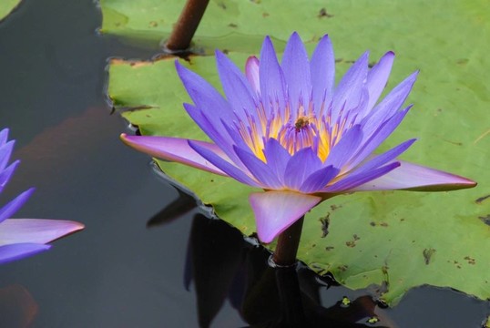 尋找花粉