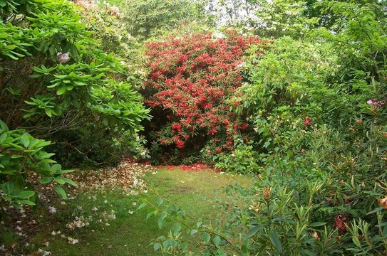 花園