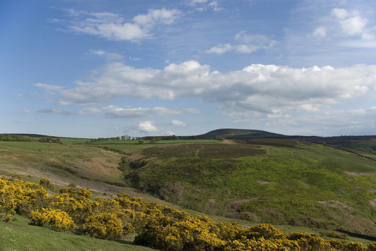 紐約摩爾人可能