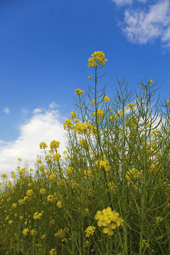 油菜田