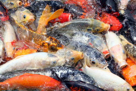 許多五顏六色的魚