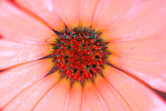 雛菊非洲菊