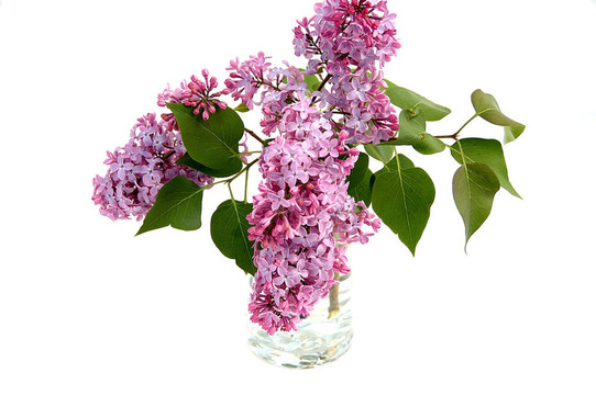 插在花瓶里的丁香花