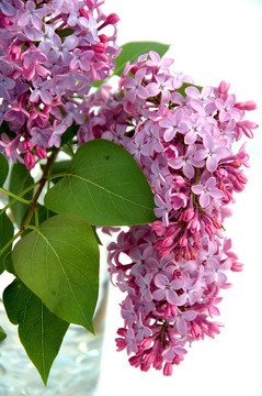 丁香花