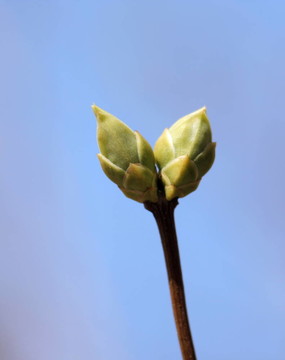 丁香花蕾。
