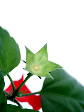 木槿