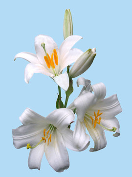 孤立的百合花