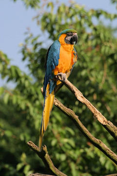 ARA