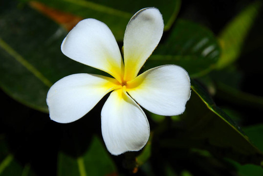 雞蛋花盛開(kāi)