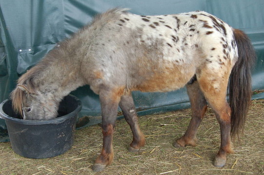 發(fā)現(xiàn)馬