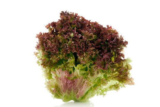 生菜