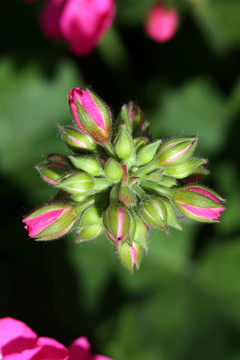 藝術(shù)的花蕾