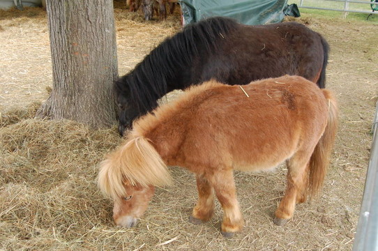 兩匹小馬