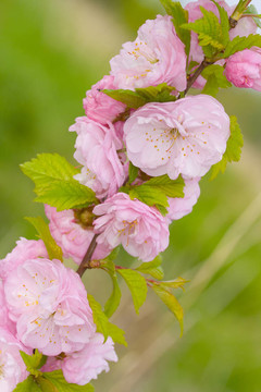 粉薔薇