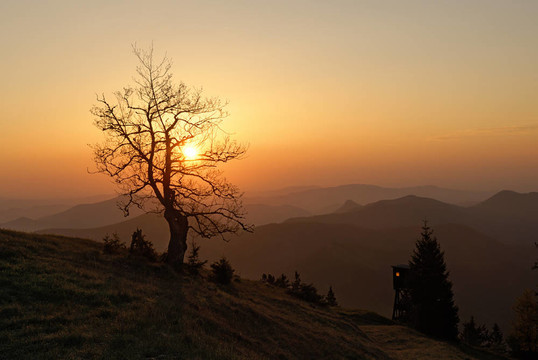 sonnenbaum