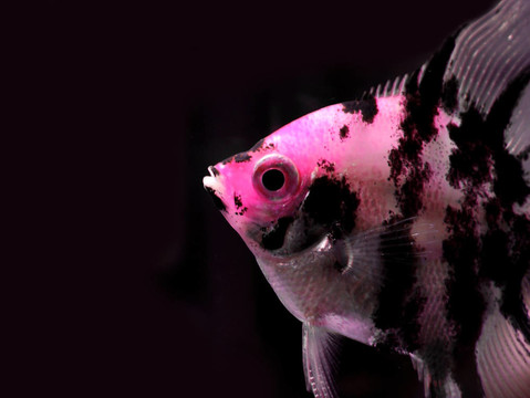 魚(yú)