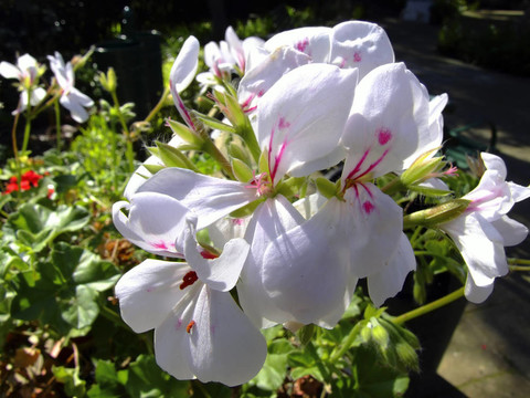 白蘭花
