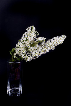 白色的花