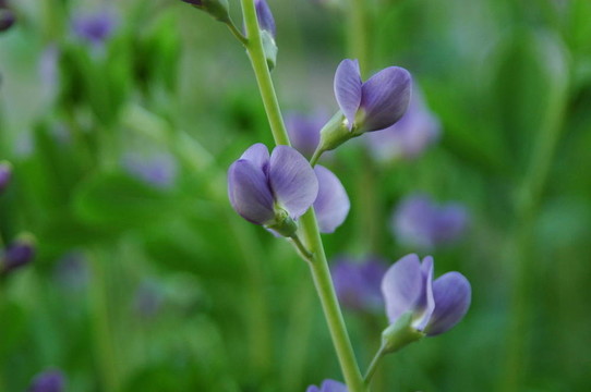 野生藍(lán)