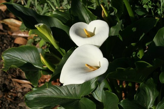 兩水芋百合