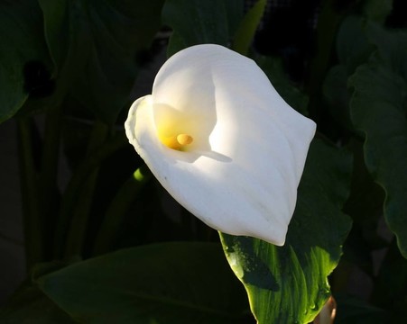 Calla Lily在光