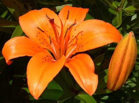 橙色老虎百合花