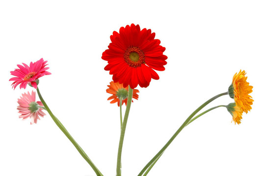五花