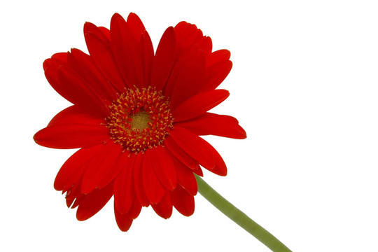 紅菊花