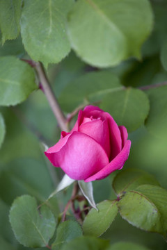 Pink Rose