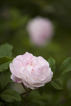 Pink Rose