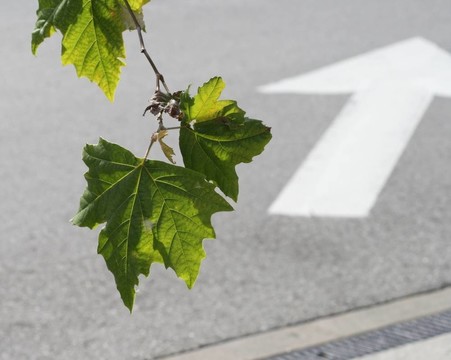 葉子和箭頭