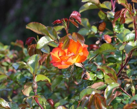 真的Bright Rose
