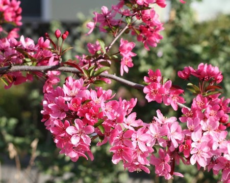 開花山茱萸3