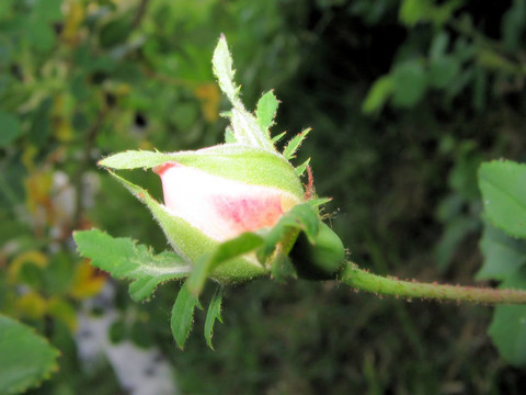 嬰兒玫瑰花蕾2
