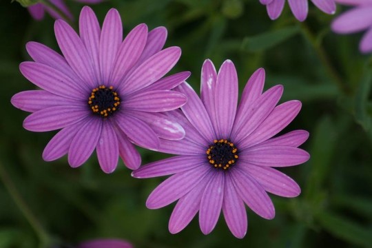 強(qiáng)烈的紫色雛菊