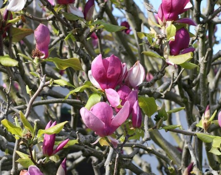 郁金香樹
