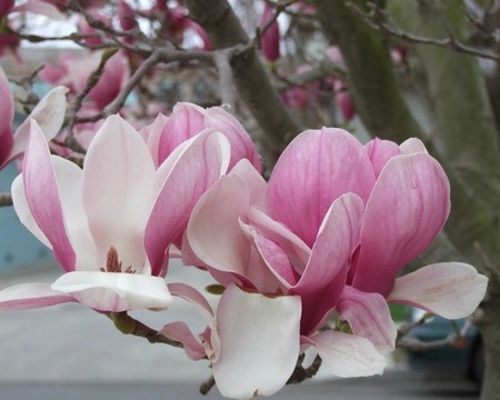 郁金香樹