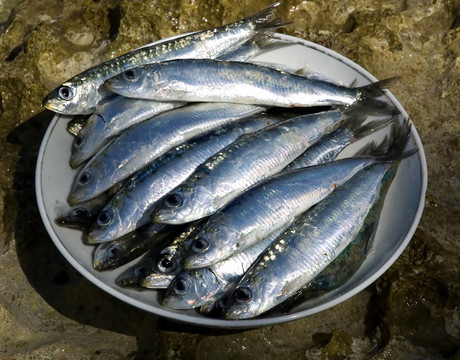沙丁油魚