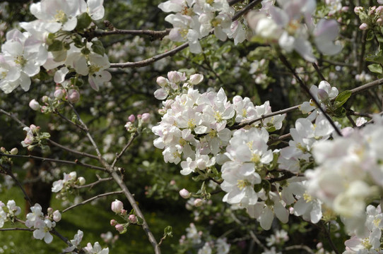 蘋果花