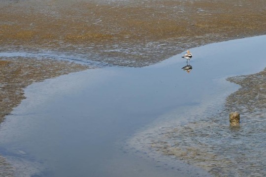baylands