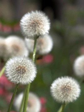 蒲公英花