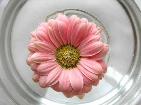 浮動的非洲菊