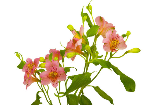 Alstromeria金環(huán)蛇