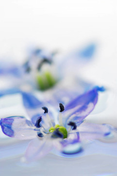 浮花