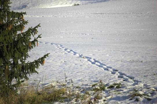 雪中的痕跡